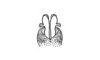 Phaulacris gracilicornis (Bruner, 1911): Fig. 175. aedeagus, dorsal view. (Otu).