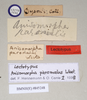 CollectionObject 1557071; NHMUK(SF IMPORT DUPLICATE) 845248, 2fc4d996-1629-428d-9b69-6debb66cadc3: copyright Natural History Museum, London. male, data labels of Anisomorpha paromalus (lectotype). (CollectionObject).