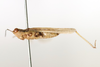 CollectionObject 1591837; b339e4cd-1bf4-42c6-933d-edf14e8cf16f: male, lateral view (paratype). (CollectionObject).