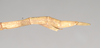 CollectionObject 1558001; NHMUK(SF IMPORT DUPLICATE) 844909, c78aab5a-793f-44bf-a38b-8755346809e4: copyright Natural History Museum, London. female: end of abdomen, lateral view of synonym Gratidia hebraica (holotype). (CollectionObject).