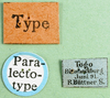 CollectionObject 1502339; 782511d6-e34c-4db2-8876-570d04c7841c: labels (paralectotype). (CollectionObject).