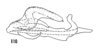 Aedeagus, lateral view on Cixius dislogicus Kramer, 1981: (Observation).