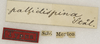 CollectionObject 1529707; ae1b49ec-cf67-4ad2-a8c8-1e46d01f6c97: labels (holotype). (CollectionObject).