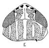 Head: !! display not done !! on Amplicephalus (Nanctasus) pallidus Linnavuori, 1959: head, dorsally. (Observation).
