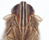 CollectionObject 2733255; ac9853c5-774a-4f7f-a9f7-2025cd42119f: (CollectionObject).