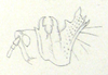 Rutidoderes squarrosus (Linnaeus, 1771): Pl. III, 20. pronotum of female, lateral view. (Otu).