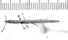 Leptysma filiformis (Serville, 1838): male, dorsal view (possibly type specimen of Leptysma minima). (Otu).