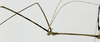 CollectionObject 1573594; 62b393cd-637d-4aa8-ada6-d47f6fb0cfb5: male, head and thorax (holotype). (CollectionObject).