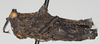 CollectionObject 1575251; NNM RMNH.INS 968004, a8915dda-5a50-4fe7-ba8a-ed9e783e0b8f: male, lateral view (paratype). (CollectionObject).