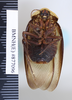 CollectionObject 1573049; 20b76632-a823-4ce3-8f15-0c58f2a3158d: Copyright NHM, London. Male: ventral view, non-type. (CollectionObject).