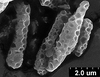 Brochosomes on Cuerna arida Oman & Beamer, 1944: CR173 | U.S.A., Arizona, Sta. Catalina Mts. | 7/15/1950 | KSEM. (Observation).