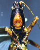 CollectionObject 1503283; MBBJ 3224147, 6b43ee8d-9347-40c0-b683-a6f341da914d: female frons. (CollectionObject).