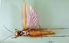 CollectionObject 1501114; 09c2d3db-8c61-4fac-9f06-ff10df8388be: female, ventral view (syntype of Chariacris amethystina). (CollectionObject).