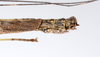CollectionObject 1590115; e3aaa19d-a06f-40a0-b155-68df1664a497: copyright Oskar Conle. male: end of abdomen, lateral view (paratype). (CollectionObject).