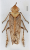 Habitus, dorsal view on Dorysarthrus simonyi Melichar, 1912: (Observation).