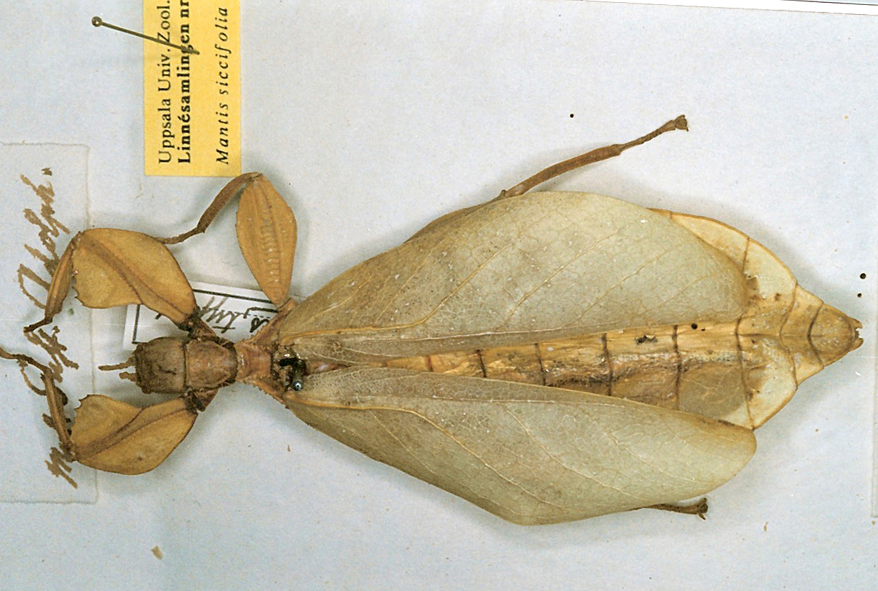 copyright Paul D. Brock. female of Phyllium siccifolium [type species]. Depicts Phyllium Illiger, 1798, an Otu.