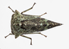 Live specimen: !! display not done !! on Heliria fitchi Ball, 1925: (Observation).