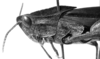 CollectionObject 1580140; e0d1ee04-b8da-4f92-805c-66f8986e9839: Image Carbonell, C.S. male head and pronotum, lateral view (syntype). (CollectionObject).