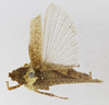 CollectionObject 1523760; 9618cef0-43a9-4510-9a42-0d1b8f4369d7: female, dorsal view (holotype of Chrotogonus scudderi). (CollectionObject).