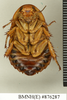 CollectionObject 1572937; 33eb436c-0c1c-4520-b7ec-d5e893682b9b: Copyright Natural History Museum, London. Holotype (adult male) in BM(NH). Ventral view. (CollectionObject).