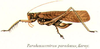 Parahexacentrus paradoxus (Karny, 1907): female habitus. (Otu).
