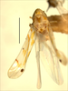 Habitus, dorsal view: Habitus (holotype, INHS collection). (Observation).