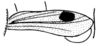 Maculiparia guyanensis Carbonell, 2002: Fig. 43. female tegmen. (Otu).