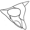 Head: !! display not done !! on Doratura stylata (Boheman, 1847): head, laterally. (Observation).
