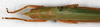 CollectionObject 1592160; NMW 10380, 53ea4249-35fb-4f72-a339-0a7c2bcec8e1: female, dorsal view. (CollectionObject).