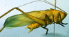 CollectionObject 1521935; 6c50c7e0-7723-4488-89b1-375e1288870e: male habitus, lateral view (holotype). (CollectionObject).