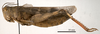 CollectionObject 1538244; c0916a09-98ef-4d96-9a0a-25b727fe70cb: female, lateral view (holotype). (CollectionObject).