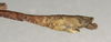 CollectionObject 1562056; NMW 1069, 0e5517bf-b504-46ef-9bb5-ccc0a1c42fad: copyright NMW, Vienna. male: end of abdomen, lateral view of synonym Sosibia falcifera (lectotype). (CollectionObject).