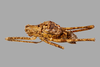 CollectionObject 1499290; 99d63244-8542-42bd-939b-6f09794e50ff: Male, dorsolateral view (holotype). (CollectionObject).