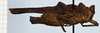 CollectionObject 1585242; 32352b98-c3cd-4736-b006-f2edac3b2f2b: male, paratype (lateral view). (CollectionObject).