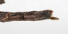 CollectionObject 1561325; NMW 212, 61f808f3-c8d6-49c6-ae8b-b0529a91759e: copyright NMW, Vienna. female: end of abdomen, dorsal view (holotype). (CollectionObject).