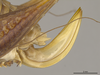 CollectionObject 1597295; 3a806393-e5f2-421a-b1e2-2af572e424aa: Ovipositor (paratype). (CollectionObject).;CollectionObject 1597296; 6af907ec-fcf4-4dda-bc2e-3ec232bddb8c: Ovipositor (paratype). (CollectionObject).