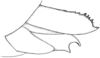 Scotussa daguerrei Liebermann, 1947: ovipositor valves, lateral view. (Otu).