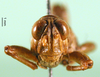CollectionObject 1579149; 7a64a864-f89e-4240-98c1-f47261a6ae52: male, frontal view (paratype). (CollectionObject).