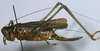 CollectionObject 1577121; 96692933-f22b-4b61-b2e3-41807286870a: female, lateral view. (CollectionObject).