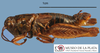 CollectionObject 1514208; MLP3670/1', 870bc60b-acea-45f4-95f4-82b69bae4946: male, lateral view (paratype). (CollectionObject).