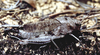 female (Germany, Middle Franconia, Dolomitkuppenalb). Depicts Psophus stridulus (Linnaeus, 1758), an Otu.