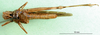CollectionObject 1575300; a1021366-b37d-40b7-9840-e167a836eb5a: female, ventral view (syntype of Gomphocerus (Epacromia) socius). (CollectionObject).