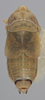 Habitus, dorsal view on Athysanella (Gladionura) sobrina Blocker, 1985: Dorsal - Male. (Observation).
