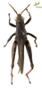 CollectionObject 1849349; 09945e1b-07f6-4348-ba05-c94811b7712a, Unioeste Cascavel K-551: Male. Dorsal view. (CollectionObject).