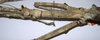 CollectionObject 1557414; 3d8abd3b-1899-4d21-bd21-afa4fcb0ad32: copyright MRAC, Tervuren. female: head & thorax, lateral view (syntype). (CollectionObject).