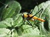 Meruterrana elegans Sjöstedt, 1912: male (Kenya, Meru Forest Reserve Mt). (Otu).