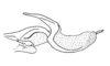 Anoptotettix levis Amédégnato & Descamps, 1979: Fig. 109. phallic complex without epiphallus, lateral view. (Otu).