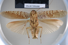 CollectionObject 1552794; NHMUK(SF IMPORT DUPLICATE) BMNH(E) 877065, 3e0a4e09-924f-4a27-85ee-7db2327da579: Copyright NHM, London. Holotype male of synonym Hedaia horologica, ventral view. (CollectionObject).