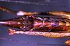 CollectionObject 1534916; BPBM 3224762, df97ddc0-3d80-4d67-bbcd-943194a98e75: female subgenital plate (paratype). (CollectionObject).