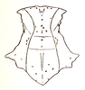 Stenoxyphus variegatus Blanchard, 1853: Fig. 14. female pronotum, dorsal view. (Otu).